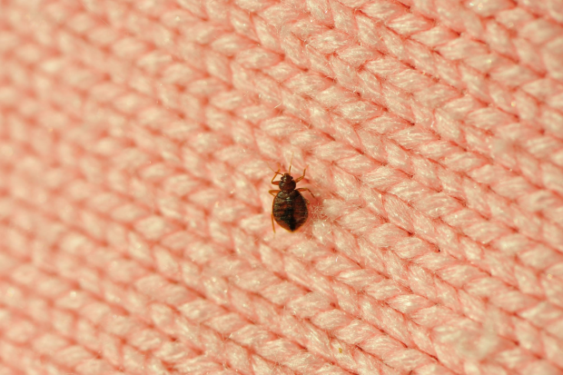 Bed-Bug-Treatment - Chino Hills Best Pest Pros | Chino Hills, CA | 909-497-3547