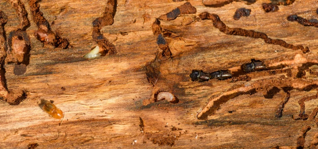 Is Your Home at Risk for Termite Damage - Chino Hills Best Pest Pros | Chino Hills, CA | 909-497-3547