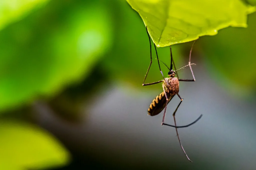 Mosquito-Control-for-Every-Outdoor-Space - Chino Hills Best Pest Pros | Chino Hills, CA | 909-497-3547