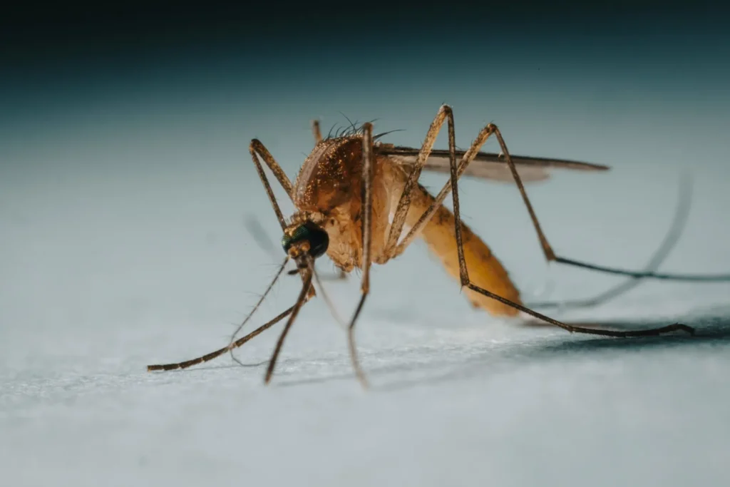Protect Your Family from Mosquito-Borne-Diseases - Chino Hills Best Pest Pros | Chino Hills, CA | 909-497-3547