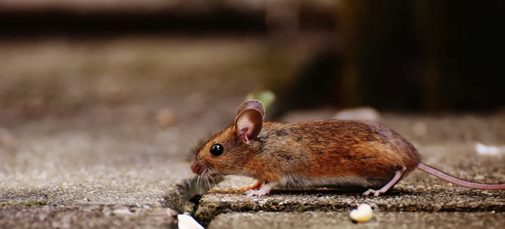 Residential-Commercial-Rodent-Solutions - Chino Hills Best Pest Pros | Chino Hills, CA | 909-497-3547