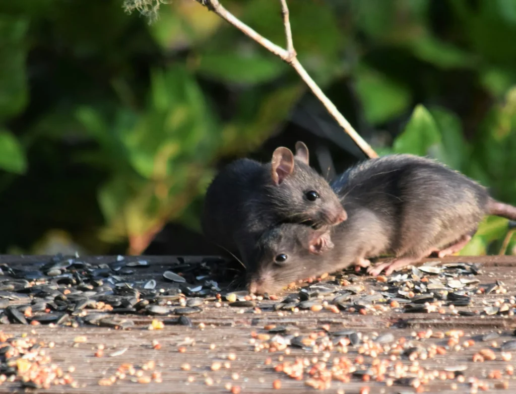Rodent-Removal - Chino Hills Best Pest Pros | Chino Hills, CA | 909-497-3547