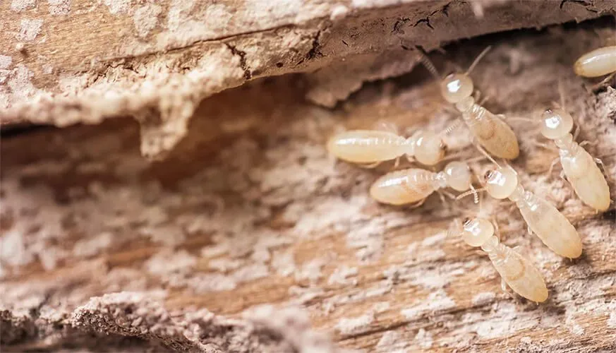 Signs You May Have a Termite Infestation - Chino Hills Best Pest Pros | Chino Hills, CA | 909-497-3547