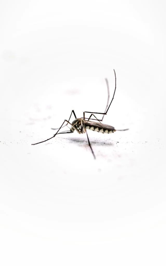 Tired of Mosquitoes Ruining Your Evenings - Chino Hills Best Pest Pros | Chino Hills, CA | 909-497-3547