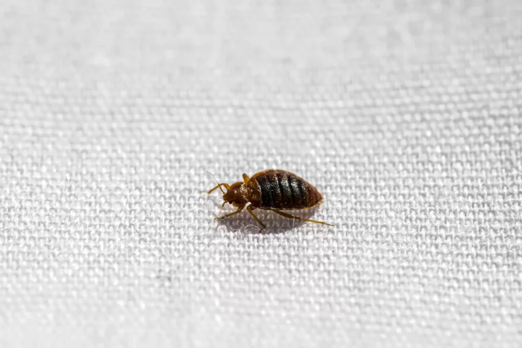 Why Bed Bug Heat Treatments Work Best - Chino Hills Best Pest Pros | Chino Hills, CA | 909-497-3547