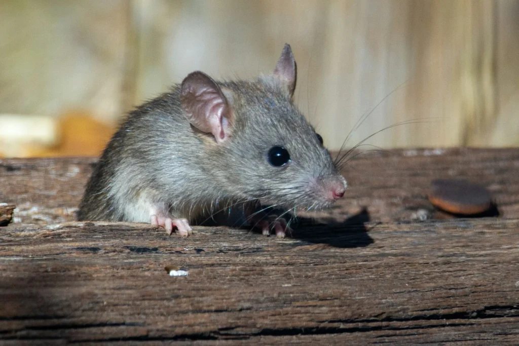Why-Choose-Our-Rodent-Exterminators - Chino Hills Best Pest Pros | Chino Hills, CA | 909-497-3547